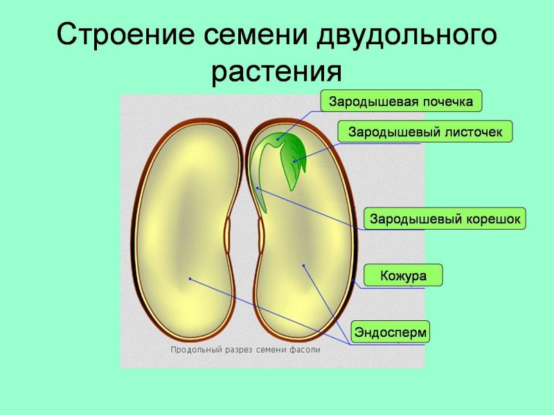 Модель строения стебля двудольного растения